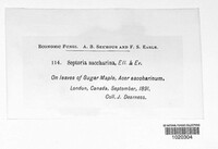 Septoria saccharina image